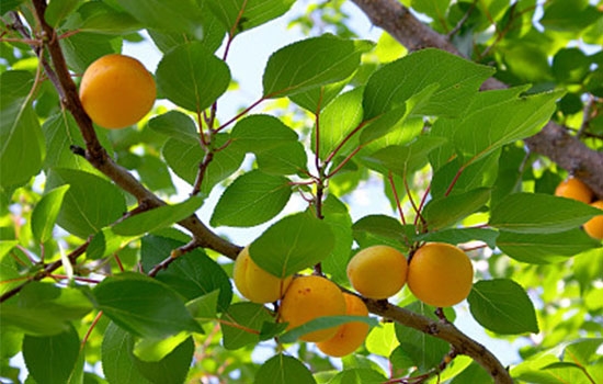 立夏吃個(gè)杏，到老沒有病